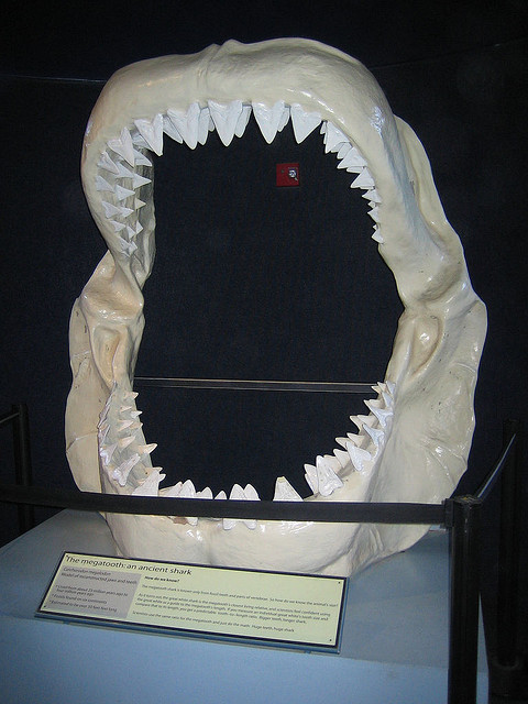 Photo credit:  For mega-snark shark, compujeramey's photo stream http://creativecommons.org/licenses/by/2.0/deed.en